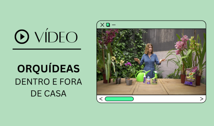 Vídeo orquideas: dentro e fora de casa, compo