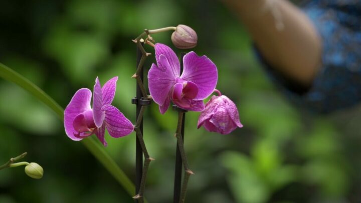 orquideas de interior