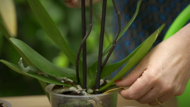 Remover folhas velhas das orquídeas