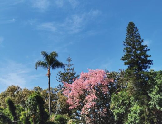 Jardim Municipal do Funchal, Madeira