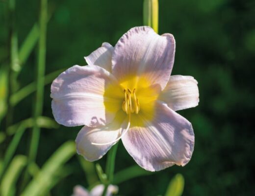 HEMEROCALLIS