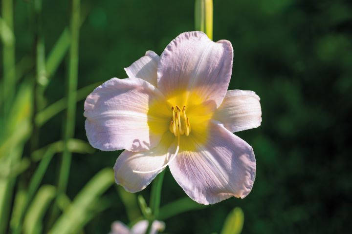 HEMEROCALLIS