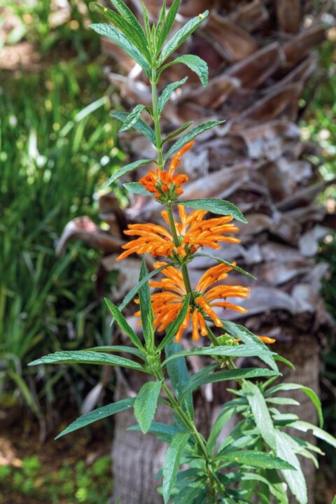 LEONOTIS LEONORUS