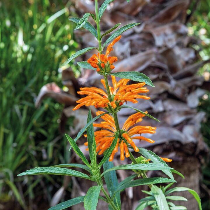 LEONOTIS LEONORUS