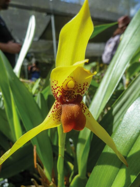 Maxillaria cucullata