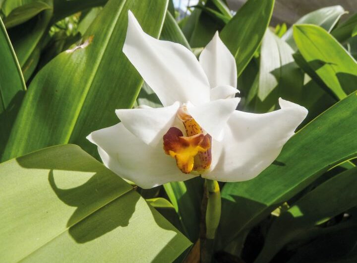 Maxillaria grandiflora