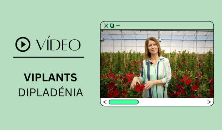 DESTAQUE VÍDEO VIPLANT DIPLADÉNIA