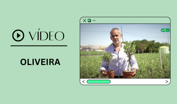 Vídeo Viplants: Oliveira