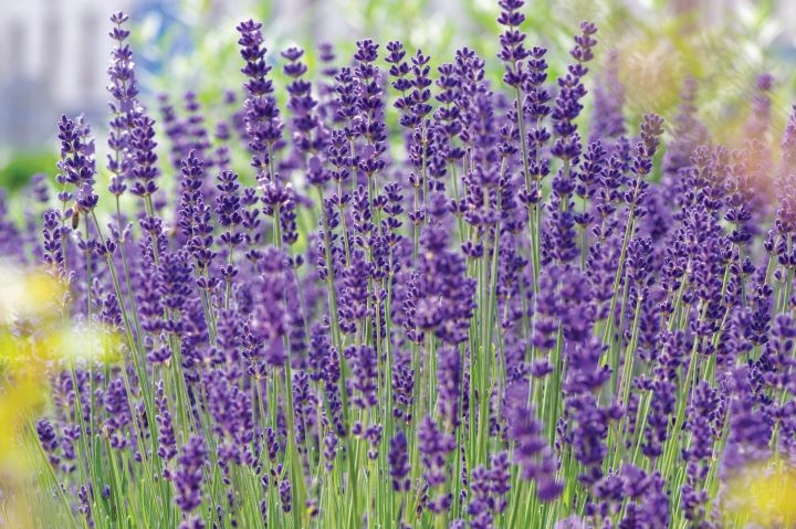 lavanda