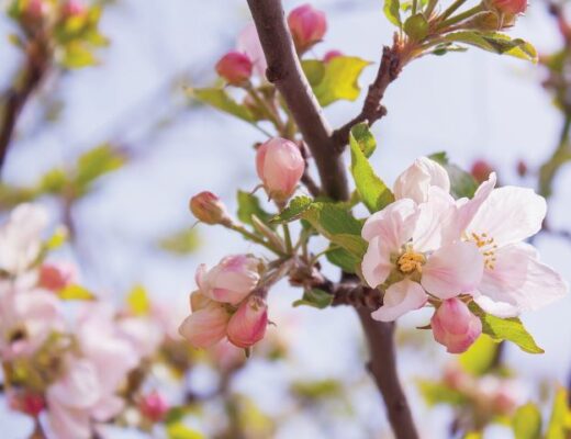 macieira em flor