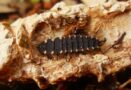 Larva do pirilampo