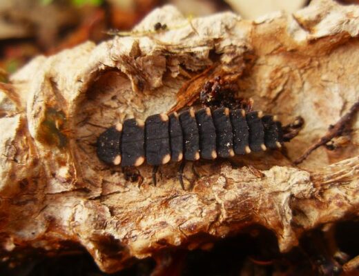 Larva do pirilampo