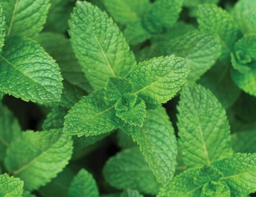 menta (Mentha arvensis)