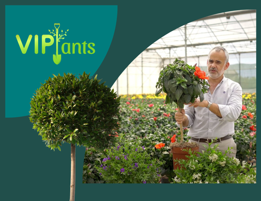 Capa VIPlants: plantas de copa