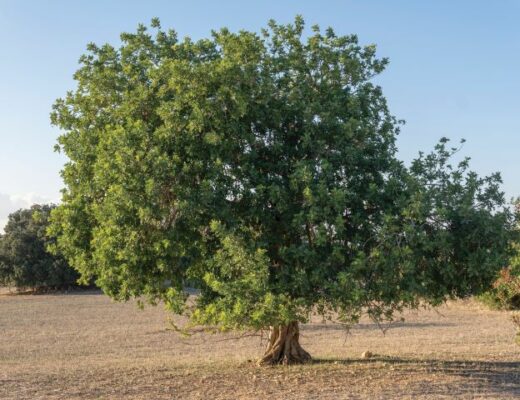 Alfarrobeira (Ceratonia siliqua)