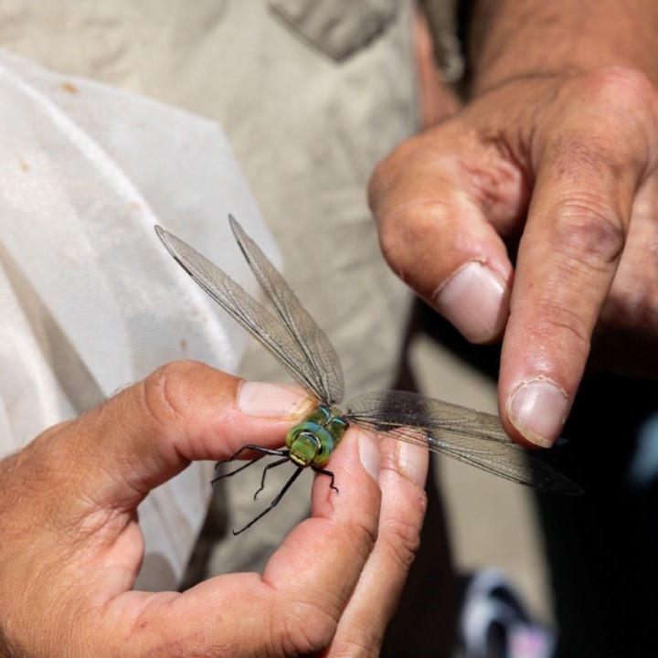 Bioblitz na Gulbenkian