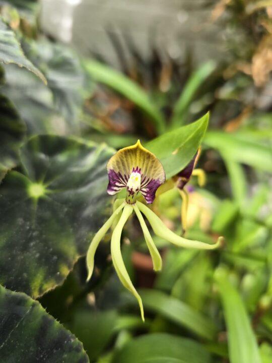 Prosthechea cochleatha