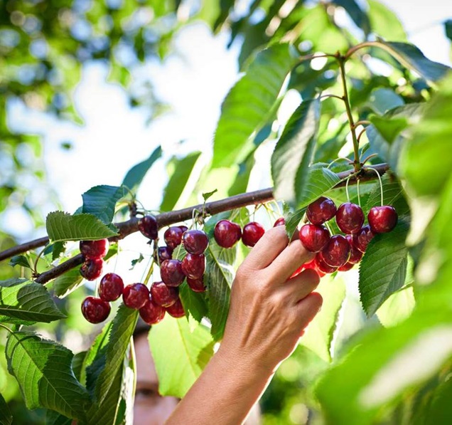 curso bosque de alimentos aajba