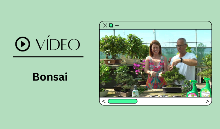 destaque site video bonsai