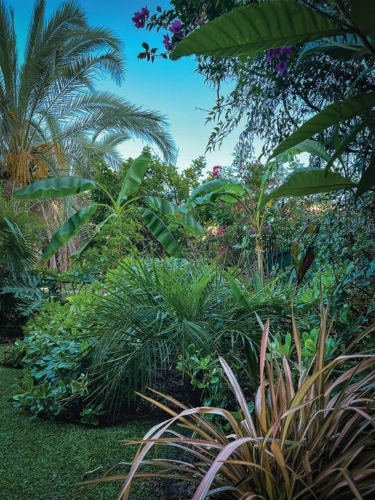 Jardim leonismos