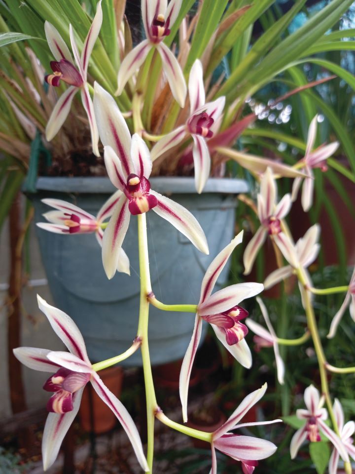 Cymbidium dayanum