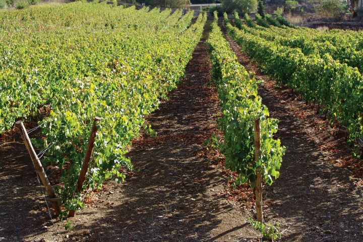 Vinha, campos agrícolas da Tapada da Ajuda