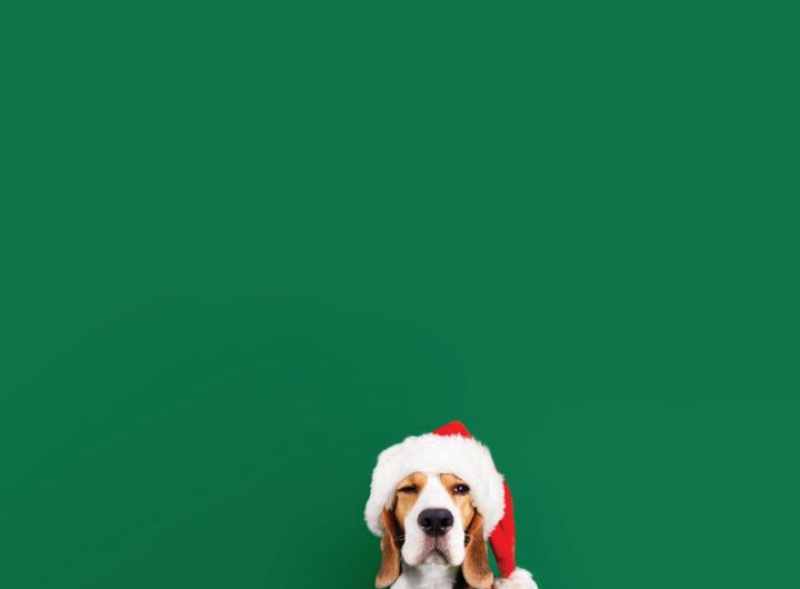 cão com barrete de Natal