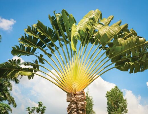 Ravenala madagascariensis