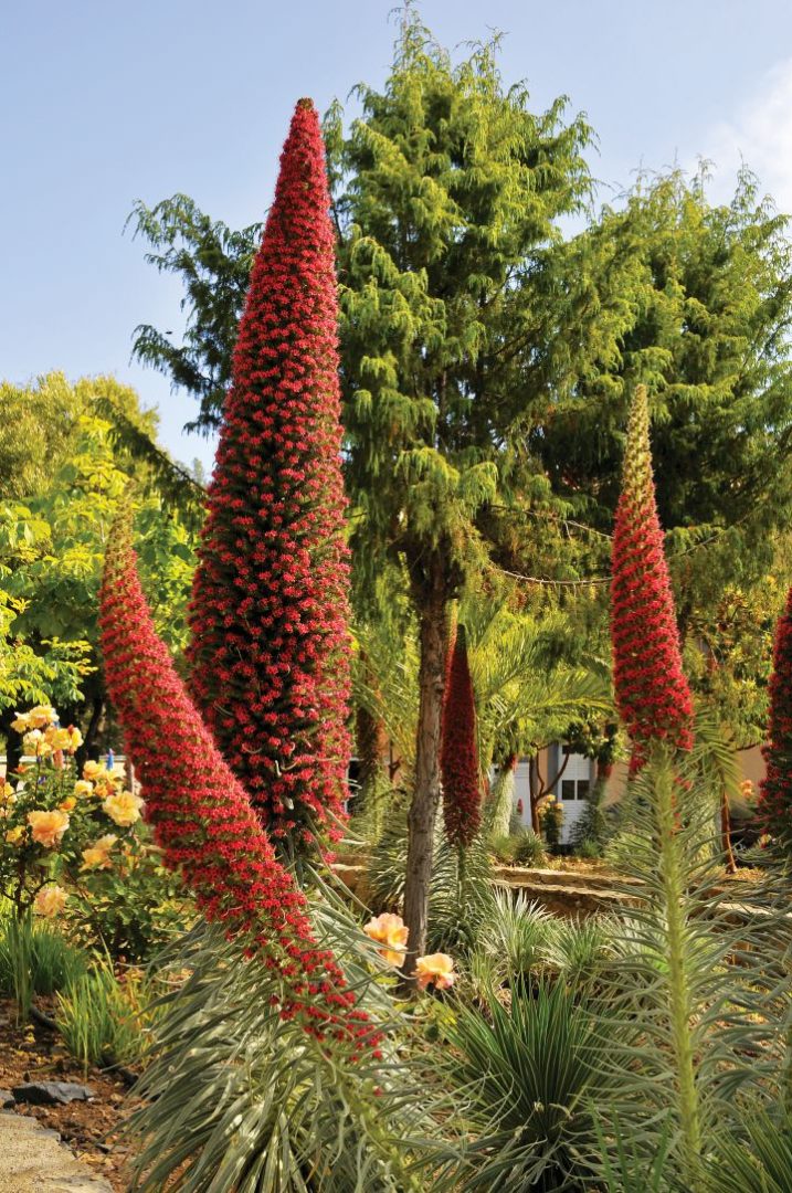 tajinaste vermelho echium