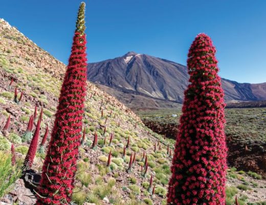 tajinaste vermelho echium