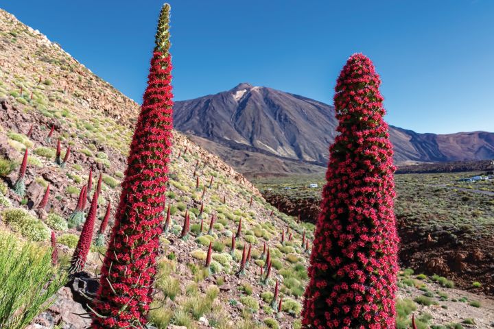 tajinaste vermelho echium