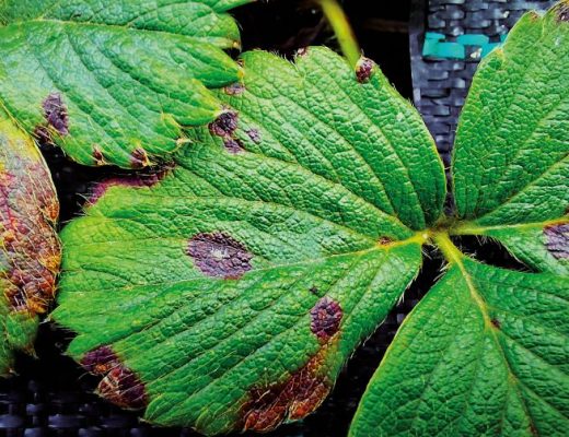 lesoes circulares de dendrophoma em folha de morangueiro