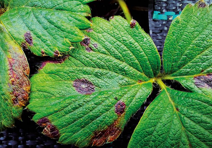 lesoes circulares de dendrophoma em folha de morangueiro