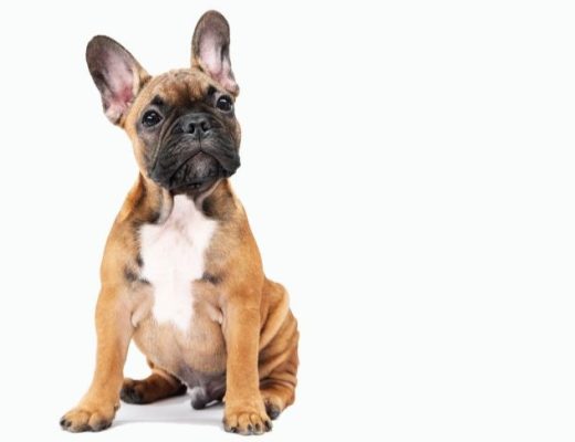 cão