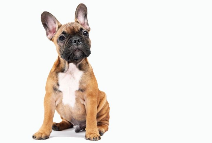 cão