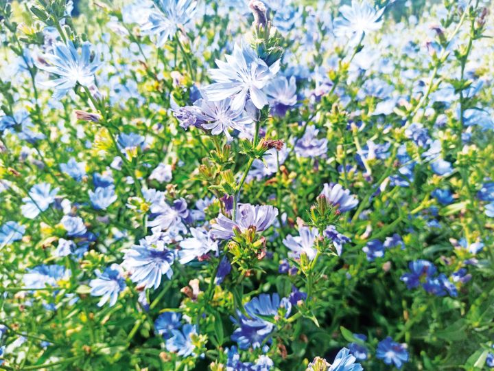 Chicória em flor, repleta de flores azuis