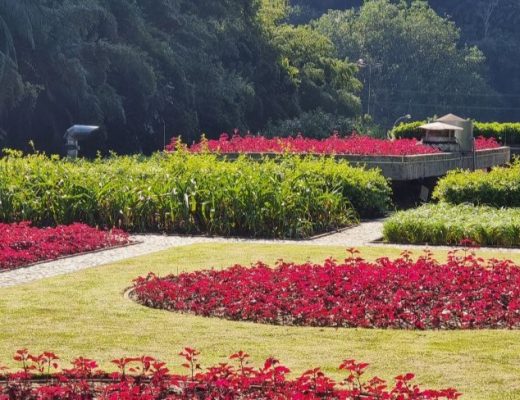 AGNÍFICO JARDIM SUSPENSO DA FÁBRICA HERING, EM BLUMENAU. PROJETO DE BURLE MARX, INAUGURADO EM 1980 2024 © MARIANNE GOMES