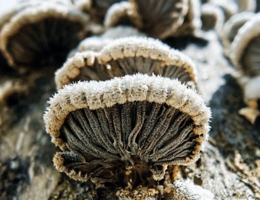Schizophyllum commune