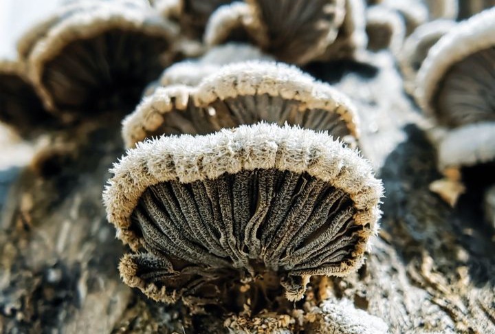 Schizophyllum commune