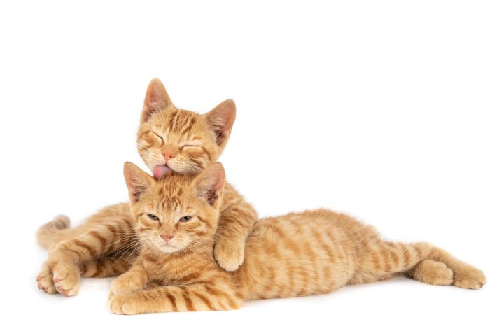 gatos