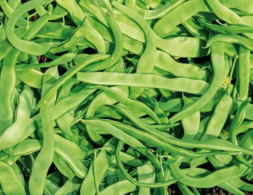 Feijão-verde