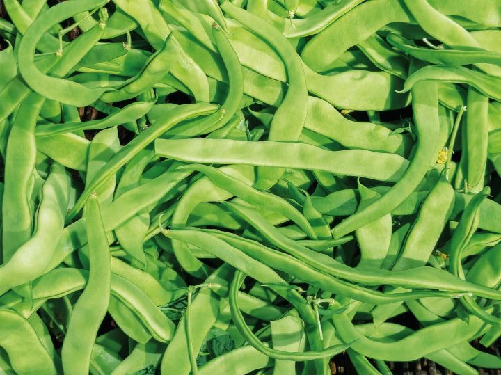 Feijão-verde