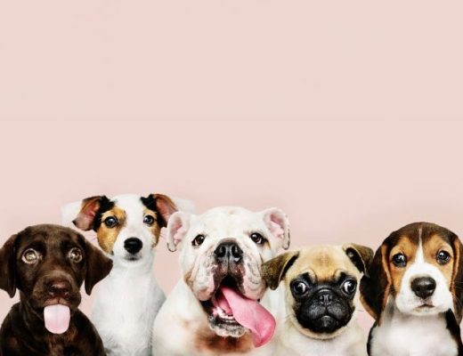 cães