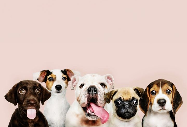 cães