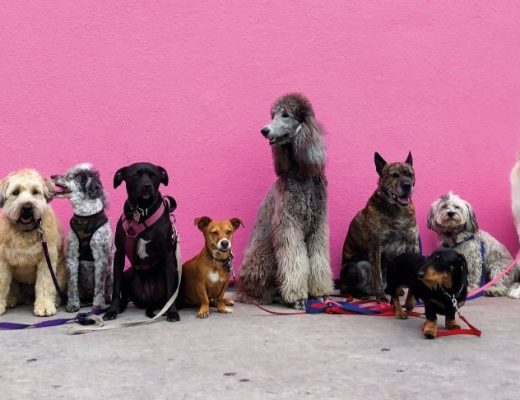 cães