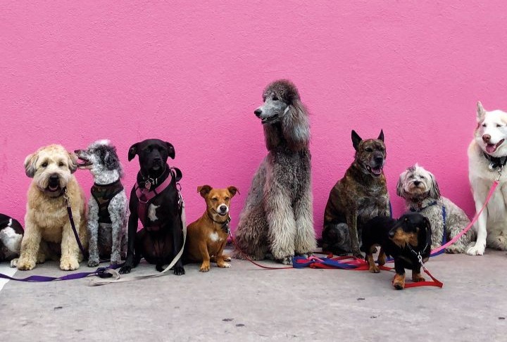 cães