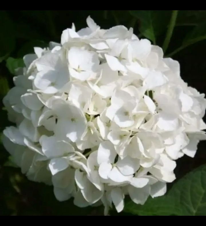 hortênsia branca