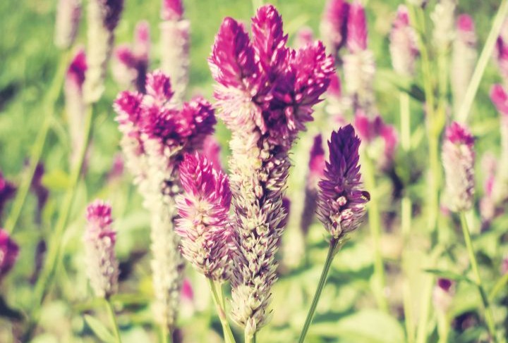AGASTACHE FOENICULUM de flor rosa