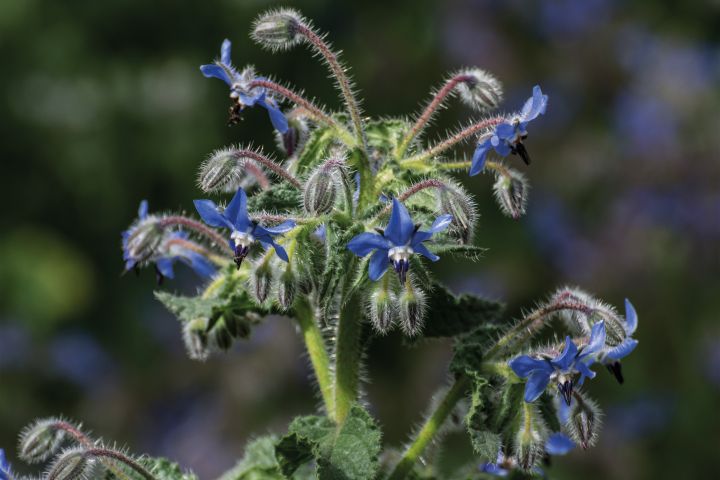 BORAGO OFFICINALIS