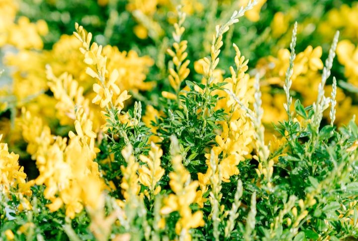 Cytisus spp.